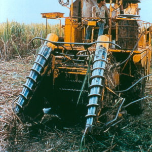 Mietitrice a canna da zucchero